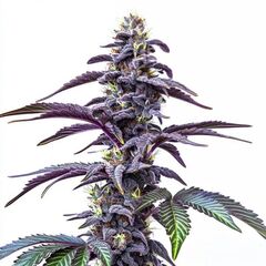 Auto Blackberry Moonstones, Фасовка: 3+1